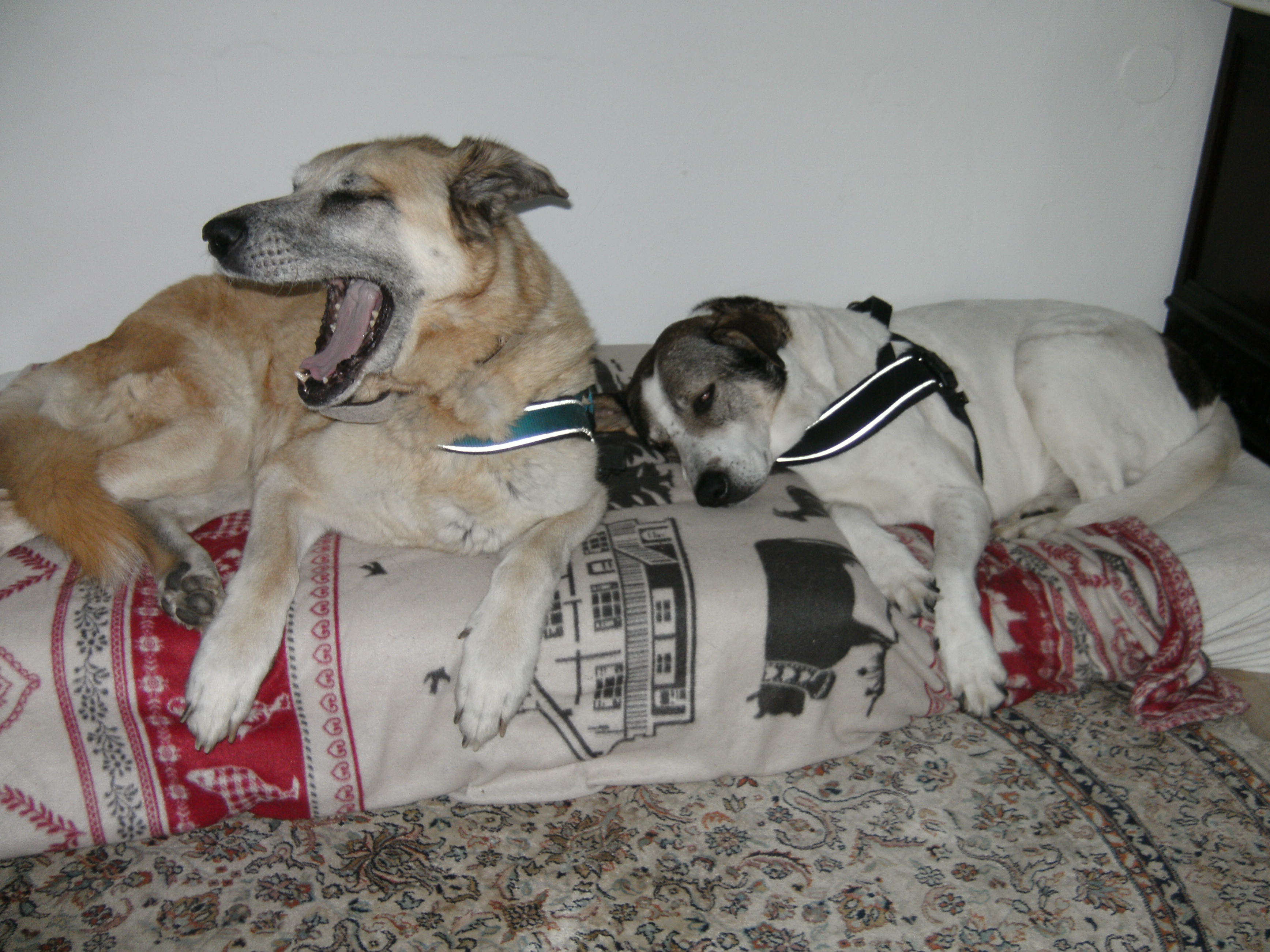 Der is wieda mal voll langweilig.JPG (3472 x 2604)